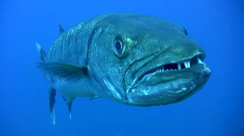 Great barracuda (Sphyraena barracuda) close up side 動画素材 6558784
