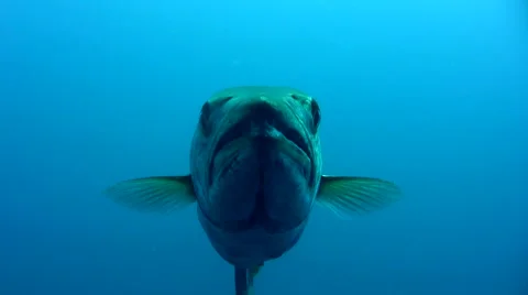 Great barracuda (Sphyraena barracuda) close up front Stock Footage 6559145
