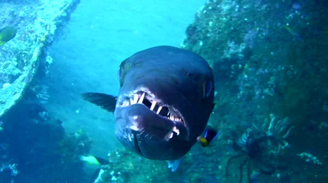 Great barracuda (Sphyraena barracuda) close up front to side 動画素材 6559487