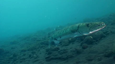 Great barracuda (Sphyraena barracuda) getting cleaned, from side to side Stock-Footage 58958698