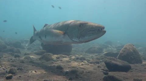 Great barracuda (Sphyraena barracuda) hovering, from front showing its teeth Stock Footage 61047504
