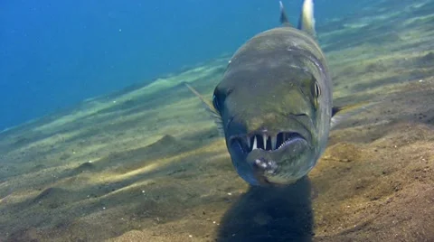 Great barracuda (Sphyraena barracuda) hovering over sand 스톡 동영상 68092825