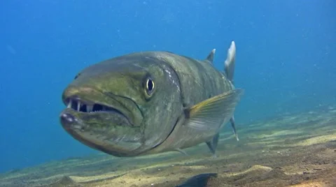 Great barracuda (Sphyraena barracuda) hovering over sand, from front Stock Footage 68092990