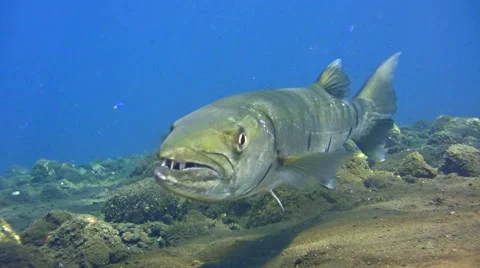 Great barracuda (Sphyraena barracuda) hovering over sand 스톡 동영상 68094136