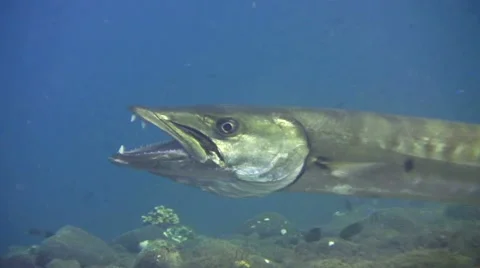 Great barracuda (Sphyraena barracuda) hovering over sand getting cleaned 스톡 동영상 68095448