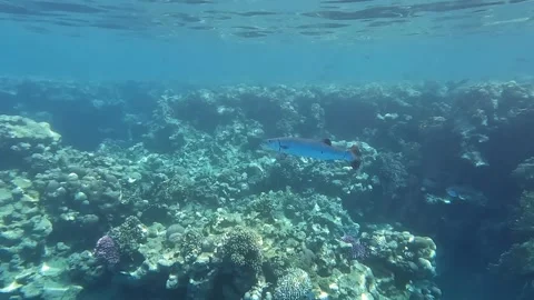 Great barracuda  - Sphyraena barracuda, in the Red Sea. Stock Footage 278778316