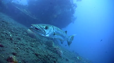 Great barracuda (Sphyraena barracuda) from side to side Vidéo 950491