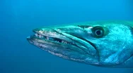 Great Barracuda (Sphyraena Barracuda) Very Close Up Head Side Stock Footage