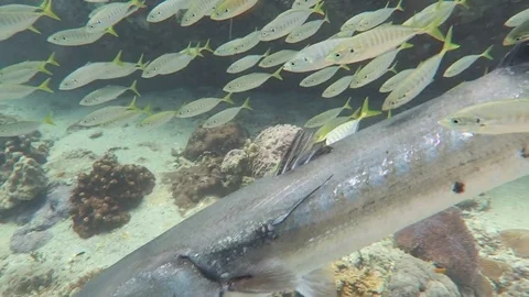 Great Barracuda surrounded by fish Stock Footage 80851578
