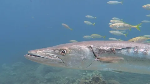 Great Barracuda swims at camera Stock Footage 80900411