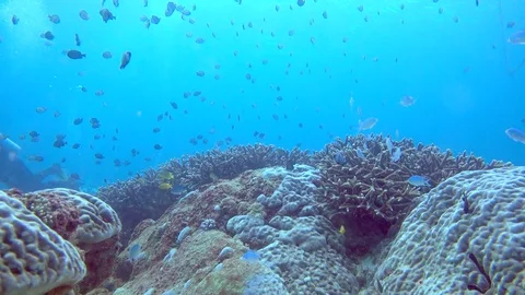 Great Barrier Reef Australia Stock Footage 74690385
