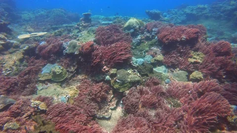 GREAT BARRIER REEF CORAL Stock Footage