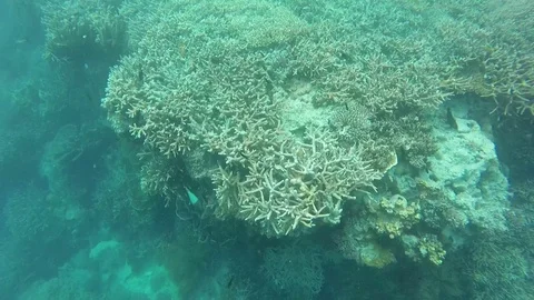 Great Barrier Reef, Corals Under Water Stock Footage 70526283