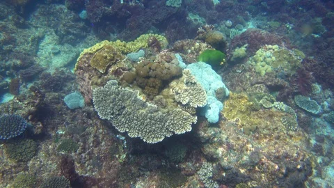 GREAT BARRIER REEF Stock Footage 101934154
