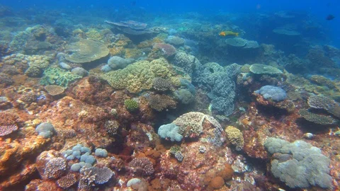GREAT BARRIER REEF Stock Footage 103833865