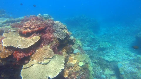 GREAT BARRIER REEF Stock Footage 103837473