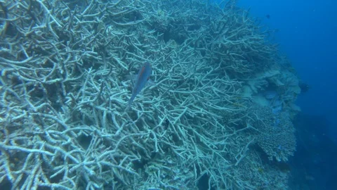 GREAT BARRIER REEF Stock Footage 103956970