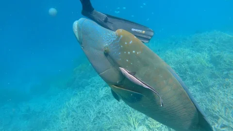 GREAT BARRIER REEF Stock Footage 103957918