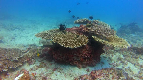 GREAT BARRIER REEF Stock-Footage 103959081