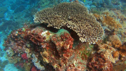 GREAT BARRIER REEF Stock Footage 103968777