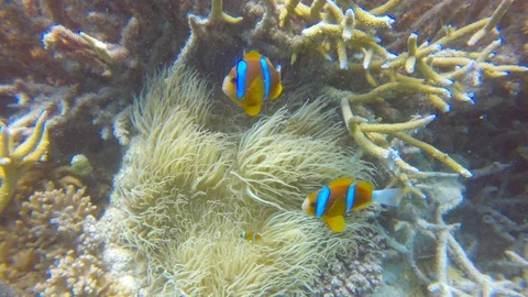 GREAT BARRIER REEF Stock Footage 103973731