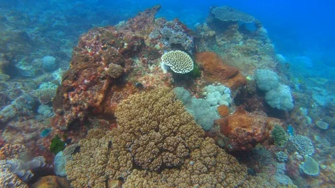 GREAT BARRIER REEF Stock Footage 103978091