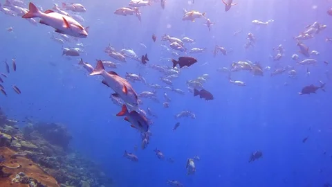 Great Barrier Reef 動画素材 325320247