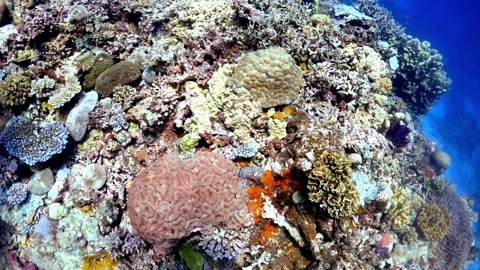 Great Barrier Reef Stock Footage 337725050