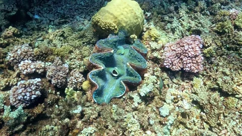 Great Barrier Reef Stock-Footage 337725342