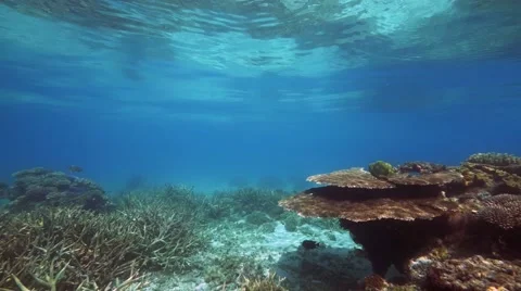 Great Barrier Reef  Pristine, no bleach Video stock 48559965