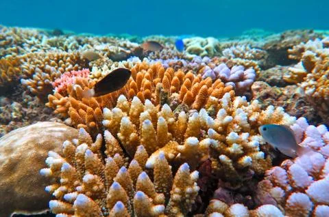 Great Barrier Reef  Queensland Australia Stock Photos