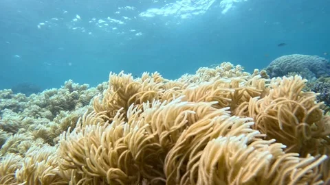 Great Barrier Reef spaghetti corals (Pocillopora damicornis )waying in Stock-Footage 329016089