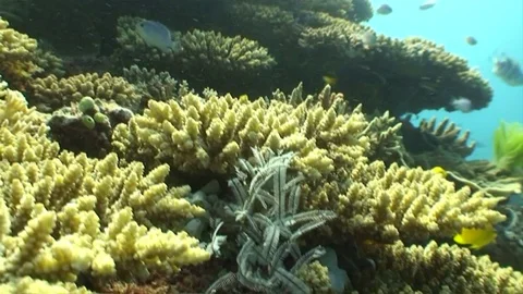 Great Barrier Reef Tilt Up Stock Footage 79514545