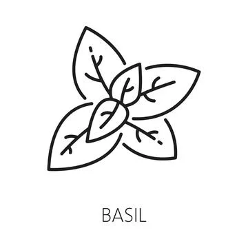 Great basil kitchen herb isolated leaves sketch Stock Illustration