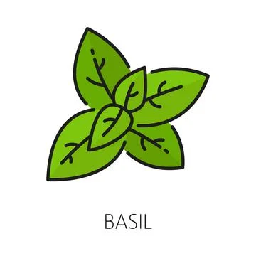Great basil kitchen herb isolated green leaves Stock Illustration