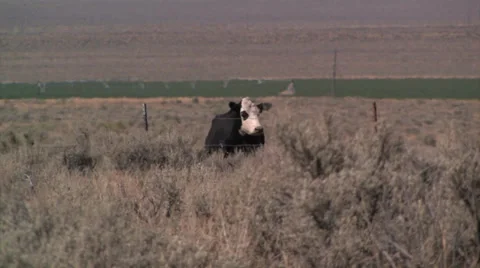 Great basin cow 스톡 동영상 37597620