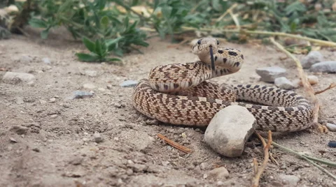 Great Basin Gopher snake coils up and turns around - Closeup Stock Footage 65217209