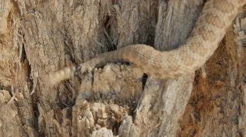 A great Basin rattlesnake climbing a tree Stock Footage 50587828