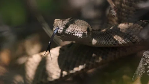 Great Basin Rattlesnake in dappled light Stock Footage 312012008