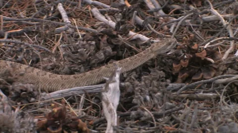 Great Basin Rattlesnake 스톡 동영상 37597667