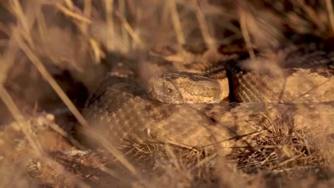 A Great Basin Rattlesnake motionless except for a quick look at something Stock Footage 156409826