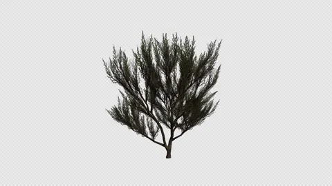 Great Basin Sagebrush blowing in the wind. Loop Animation. Alpha Channel Video stock 306920163