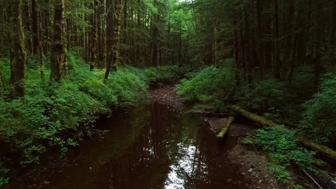 Great Bear Rain Forest Creek Drone Shot 4k Vídeo Stock 338259666
