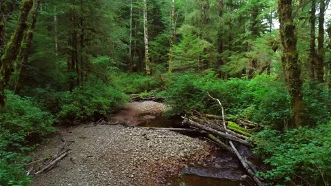 Great Bear Rain Forest Creek Drone Shot 4k Calm Wilderness Landscape Stock Footage 338259682
