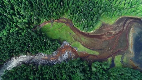 Great Bear Rainforest Aerial View Top Down Drone Shot of Winding River Stock Footage 338259707