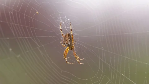 Great Beautiful Spider Stock Footage 81420816