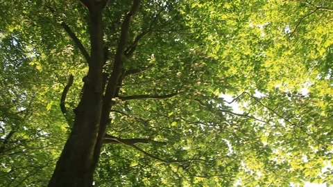 The Great Beech Tree of Fresh Green Foliage Stock Footage 330205025
