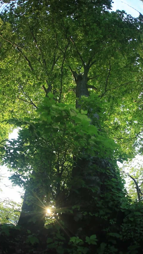 The Great Beech Tree of Fresh Green Leaves and the Sunset's Dappled Light 스톡 동영상 330205137