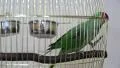 Great-billed Parrot, also known as Moluccan Parrot or Island Parrot HD Footage