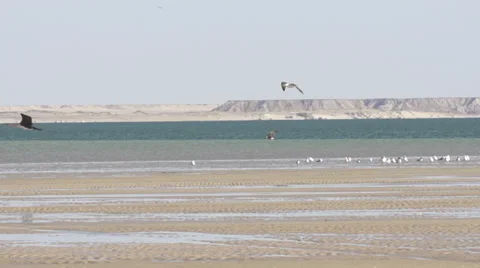 GREAT BIRD FLYING IN SLOW MOTION Stock Footage 39019407